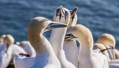 九游jiuyou-沙尔克不敌法兰克福，糟糕战绩持续，沙尔克是哪个欧洲国家球队