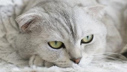 九游下载中心-德国主场胜葡萄牙，提前晋级欧锦赛淘汰赛，欧洲杯德国队vs葡萄牙队