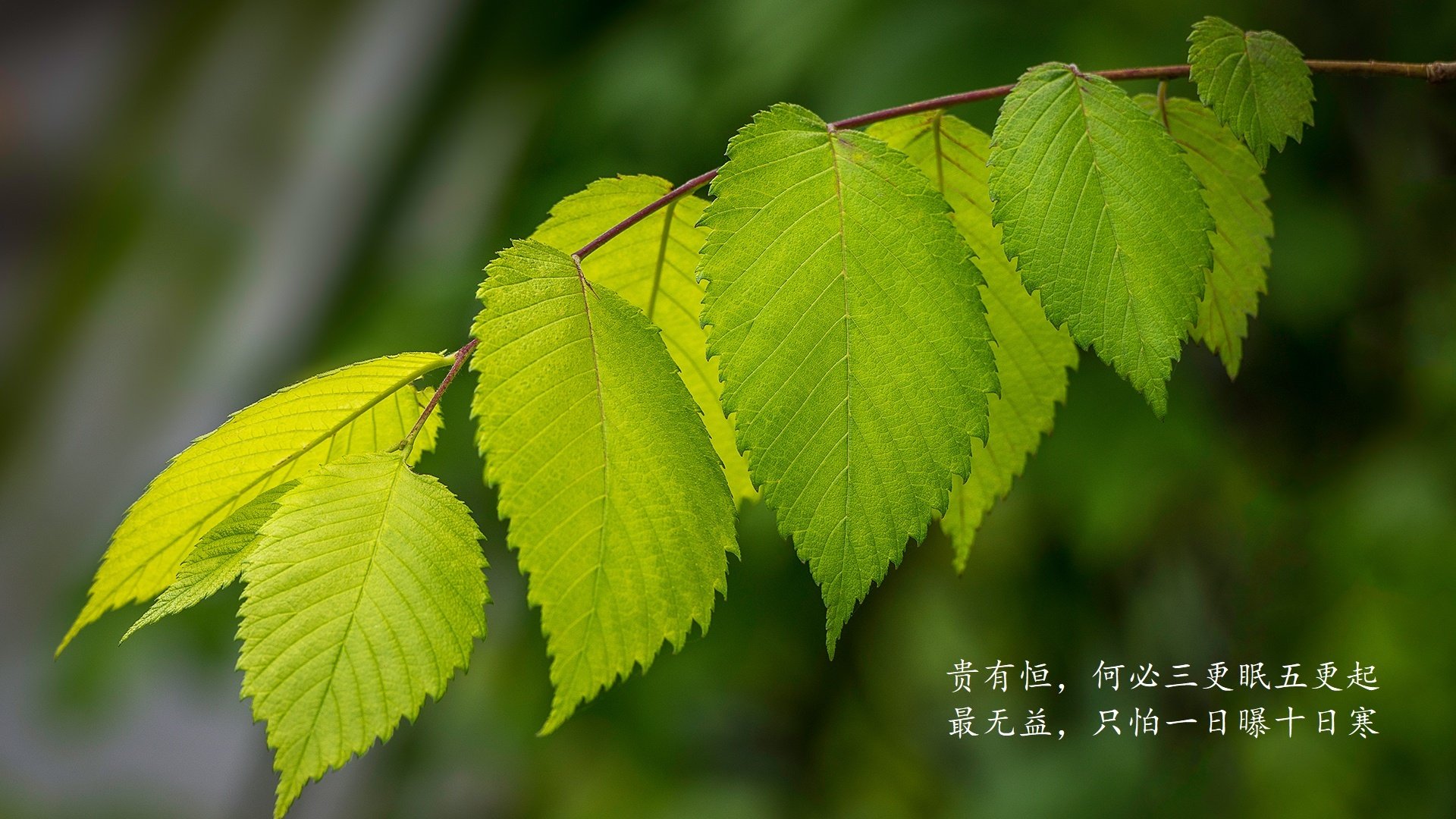 逆转“奇迹之战”：欧洲足球的经典奇迹瞬间，足球电影奇迹的诞生