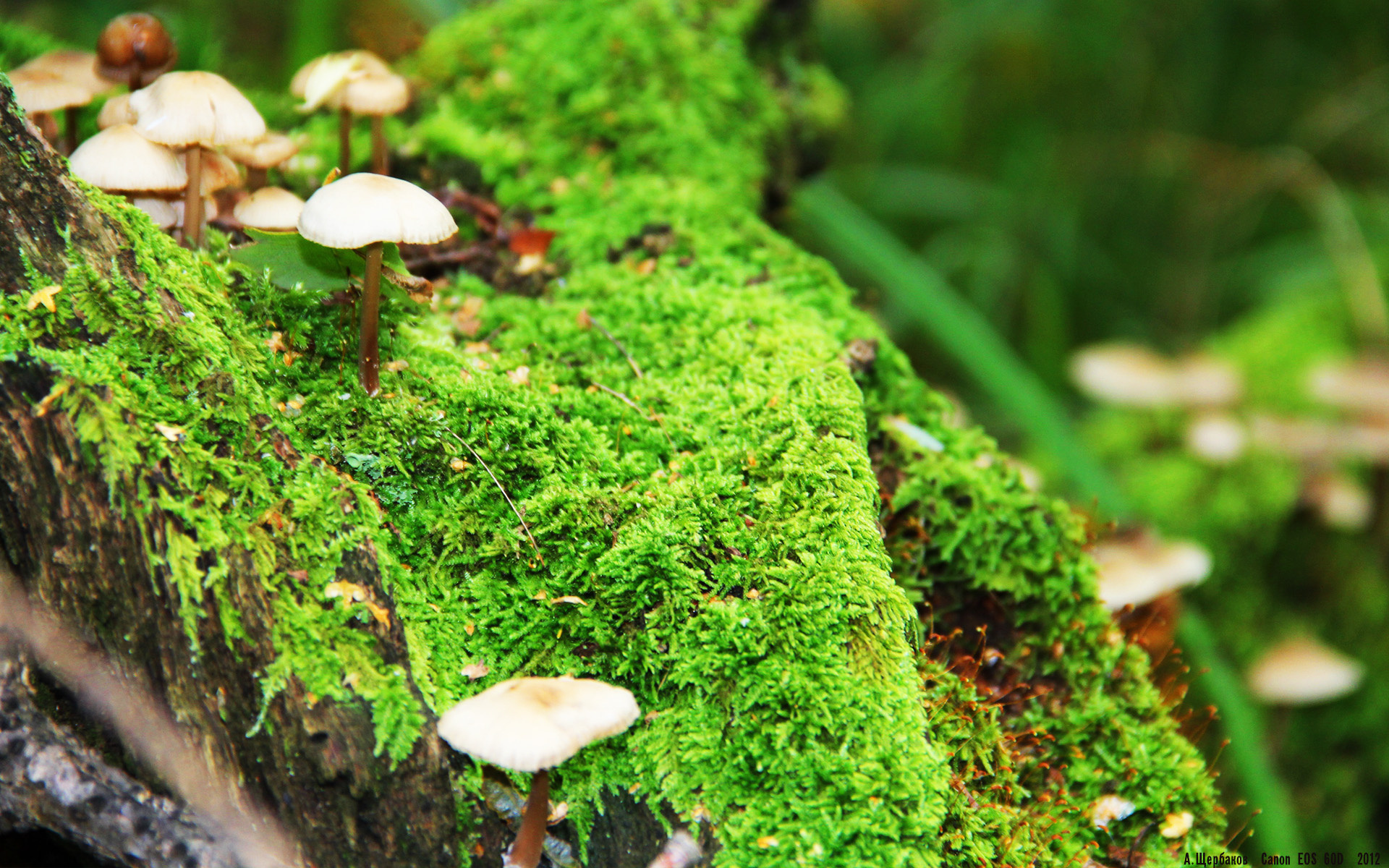 博卡门将神勇扑救，虽败犹荣，博卡俱乐部著名球星