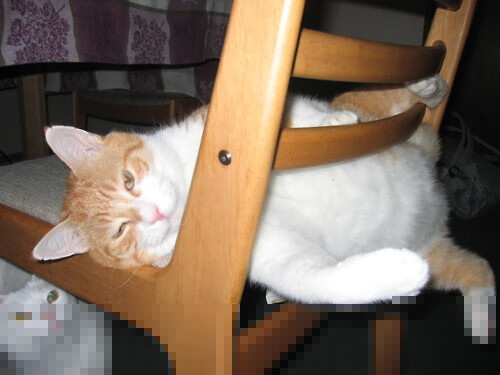 九游app下载中心-斯图加特重视强度训练整体运行快速节奏，斯图加特是什么意思