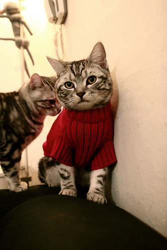 斯图加特重视强度训练整体运行快速节奏,斯图加特是什么意思