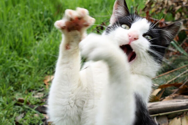 球队社群策划成功，年轻粉丝增长显著，篮球社群介绍