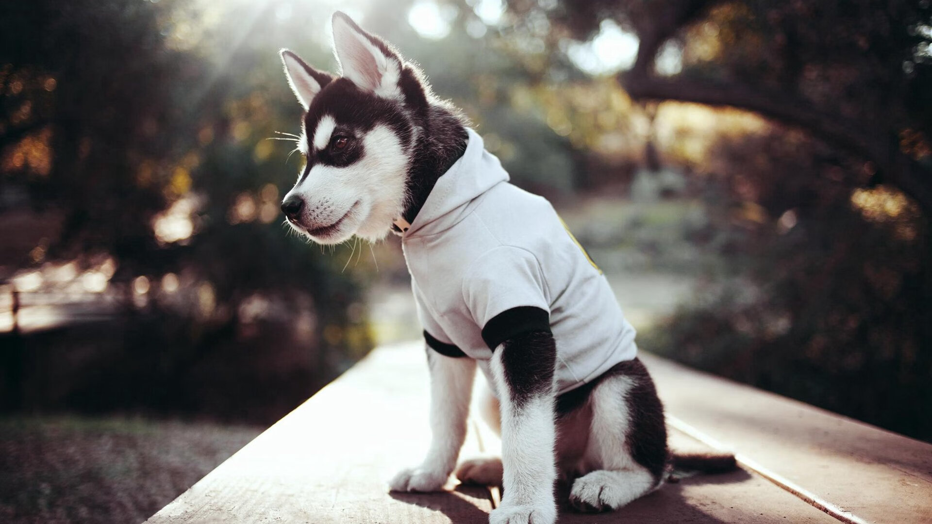 九游电脑版-范奥特尔戴克50米蝶泳技压欧洲选手，范戴克凯尔特人